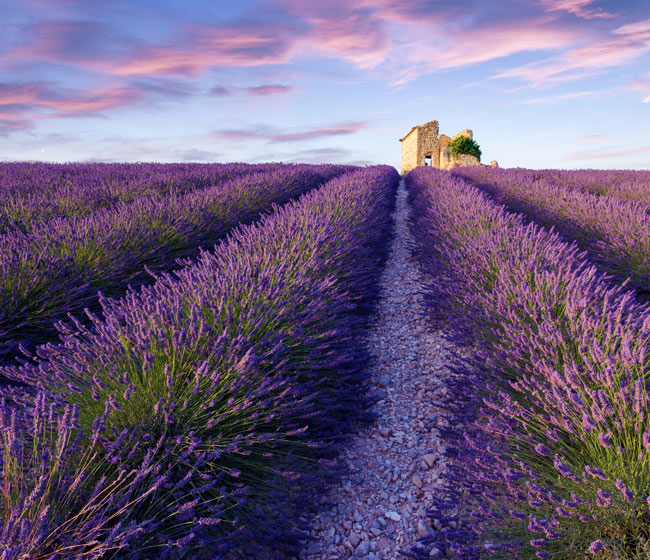 plateau de valensole champs de lavande en provence